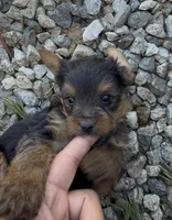 Teddy, a male Yorkshire Terrier for sale in Apple Valley, CA – Photo 4 of 4