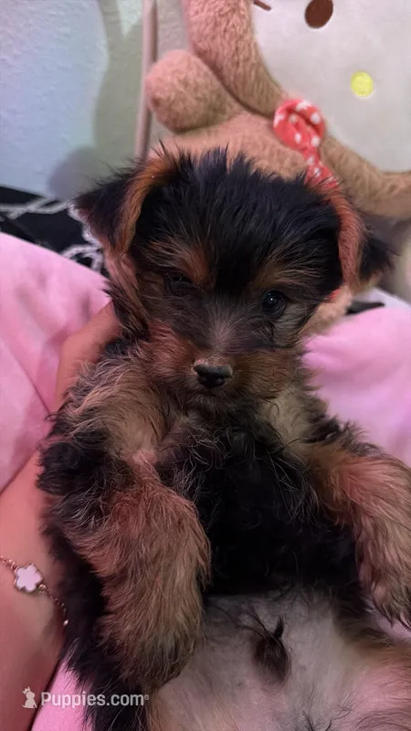 Teddy – Yorkshire Terrier puppy for sale in Apple Valley, CA