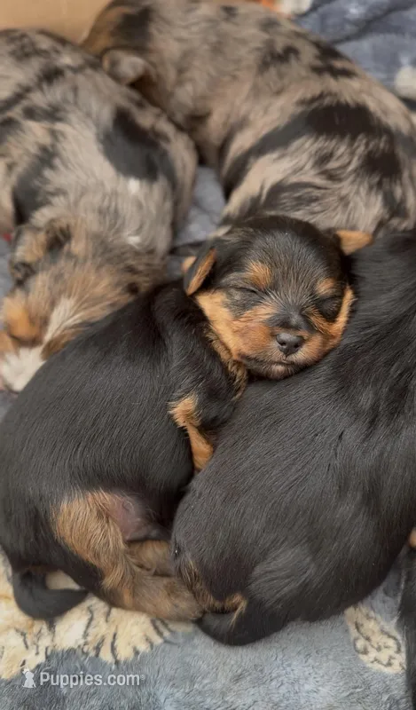 Teddy – Yorkshire Terrier puppy for sale in Apple Valley, CA