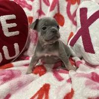 Molly, a female French Bulldog for sale in Milwaukee, WI – Photo 1 of 4