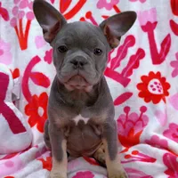 Molly, a female French Bulldog for sale in Milwaukee, WI – Photo 4 of 4
