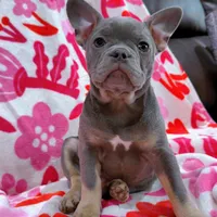 Molly, a female French Bulldog for sale in Milwaukee, WI – Photo 2 of 4