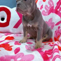 Molly, a female French Bulldog for sale in Milwaukee, WI – Photo 3 of 4