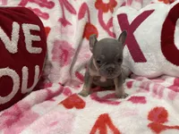 Jack, a male French Bulldog for sale in Milwaukee, WI – Photo 4 of 4