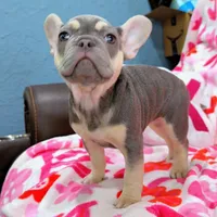 Rosie, a female French Bulldog for sale in Milwaukee, WI – Photo 2 of 4