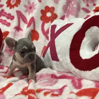 Rosie, a female French Bulldog for sale in Milwaukee, WI – Photo 1 of 4