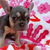 Rosie, a female French Bulldog for sale in Milwaukee, WI – Photo 3 of 4