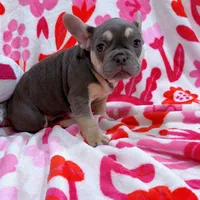 Rosie, a female French Bulldog for sale in Milwaukee, WI – Photo 4 of 4