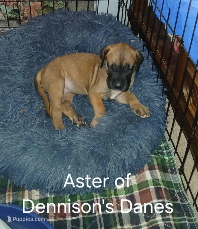 Aster – Great Dane puppy for sale in Springfield, MO