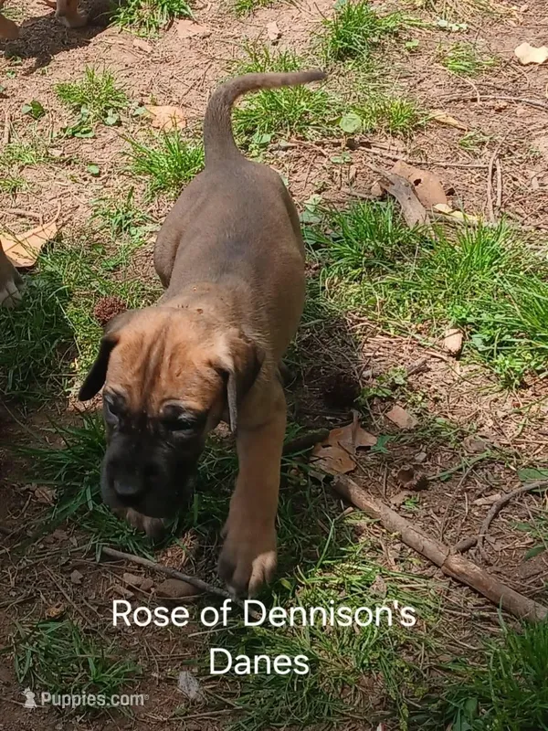 Rose, a female Great Dane for sale in Springfield, MO – Photo 1 of 1