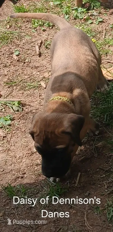 Daisy – Great Dane puppy for sale in Springfield, MO