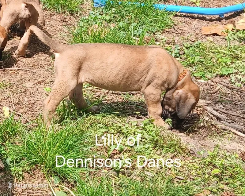 Lilly – Great Dane puppy for sale in Springfield, MO