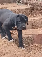 Betsy Ross, a female Great Dane for sale in Springfield, MO – Photo 5 of 7