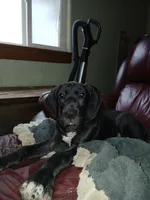 Betsy Ross, a female Great Dane for sale in Springfield, MO – Photo 1 of 7