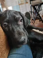 Betsy Ross, a female Great Dane for sale in Springfield, MO – Photo 2 of 7