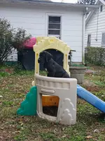 Betsy Ross, a female Great Dane for sale in Springfield, MO – Photo 3 of 7