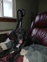 Betsy Ross, a female Great Dane for sale in Springfield, MO – Photo 7 of 7