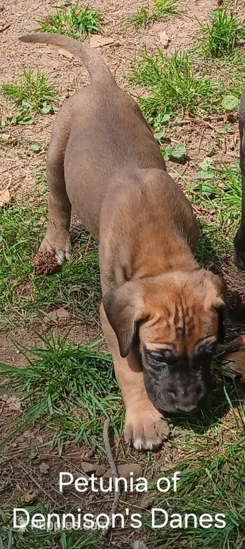 Petunia – Great Dane puppy for sale in Springfield, MO