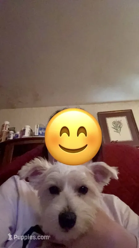 Penny – Yorkshire Terrier, Poodle - Miniature  puppy for sale in Manchester, CT