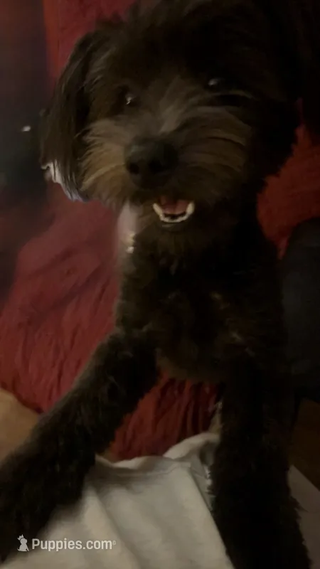 Tina – Yorkshire Terrier, Poodle - Miniature  puppy for sale in Manchester, CT
