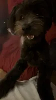 Tina, a female Yorkshire Terrier and Poodle - Miniature  for sale in Manchester, CT – 1 of 4