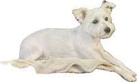 Penny, a female Yorkshire Terrier and Poodle - Miniature  for sale in Manchester, CT – 4 of 4