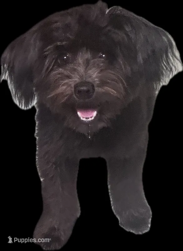 Tina – Yorkshire Terrier, Poodle - Miniature  puppy for sale in Manchester, CT