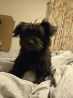 Tina, a female Yorkshire Terrier and Poodle - Miniature  for sale in Manchester, CT – 4 of 4
