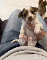 Tiny , a female Chihuahua for sale in Staten Island, NY – 3 of 4