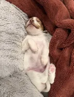 Tiny , a female Chihuahua for sale in Staten Island, NY – 2 of 4