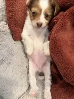 Tiny , a female Chihuahua for sale in Staten Island, NY – 1 of 4