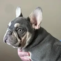 Lily, a female French Bulldog for sale in Tampa, FL – Photo 1 of 3