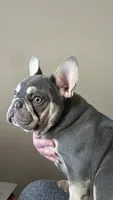 Lily, a female French Bulldog for sale in Tampa, FL – Photo 1 of 3