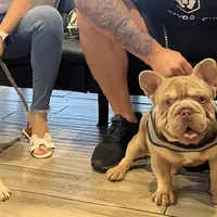 Lily, a female French Bulldog for sale in Tampa, FL – Photo 3 of 3