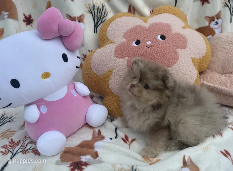 Princess  – Pomeranian puppy for sale in Tampa, FL