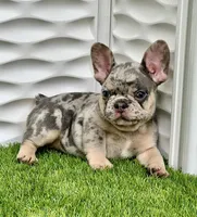 Luna, a female French Bulldog for sale in Tampa, FL – Photo 1 of 2