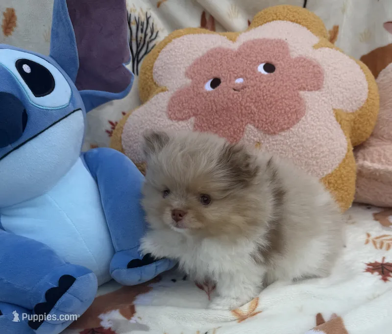 Mark  – Pomeranian puppy for sale in Tampa, FL