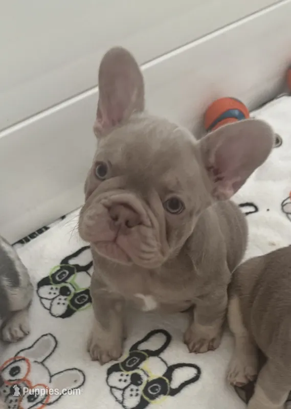 Koby – French Bulldog puppy for sale in Tampa, FL