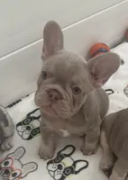 Koby, a male French Bulldog for sale in Tampa, FL – 1 of 3