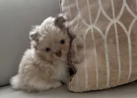 Mark , a male Pomeranian for sale in Tampa, FL – 3 of 7