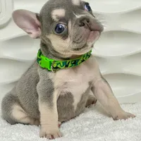 Luna, a female French Bulldog for sale in Tampa, FL – Photo 2 of 3