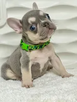 Luna, a female French Bulldog for sale in Tampa, FL – Photo 2 of 3