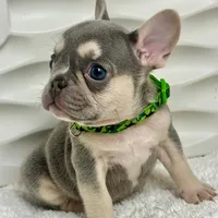 Luna, a female French Bulldog for sale in Tampa, FL – Photo 1 of 3