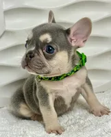 Luna, a female French Bulldog for sale in Tampa, FL – Photo 1 of 3