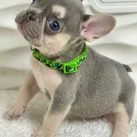 Luna, a female French Bulldog for sale in Tampa, FL – Photo 3 of 3