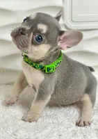 Luna, a female French Bulldog for sale in Tampa, FL – Photo 3 of 3