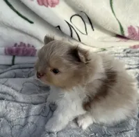 Mark , a male Pomeranian for sale in Tampa, FL – 1 of 7