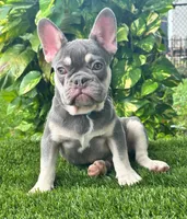 Bunny, a male French Bulldog for sale in Tampa, FL – Photo 3 of 3