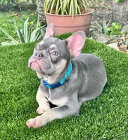 Bunny, a male French Bulldog for sale in Tampa, FL – Photo 2 of 3