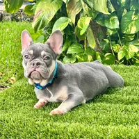 Bunny, a male French Bulldog for sale in Tampa, FL – Photo 1 of 3